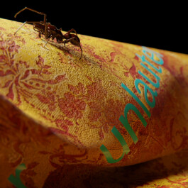 felix schreiber design practice